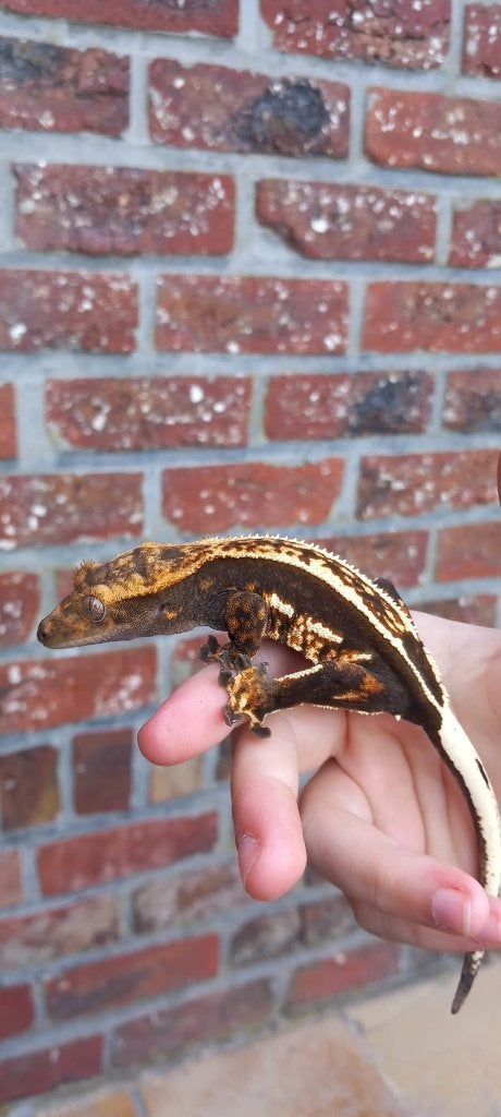Mooie Emptyback wimpergekko vrouw Crested Gecko - female for sale from TCM_Reptiless