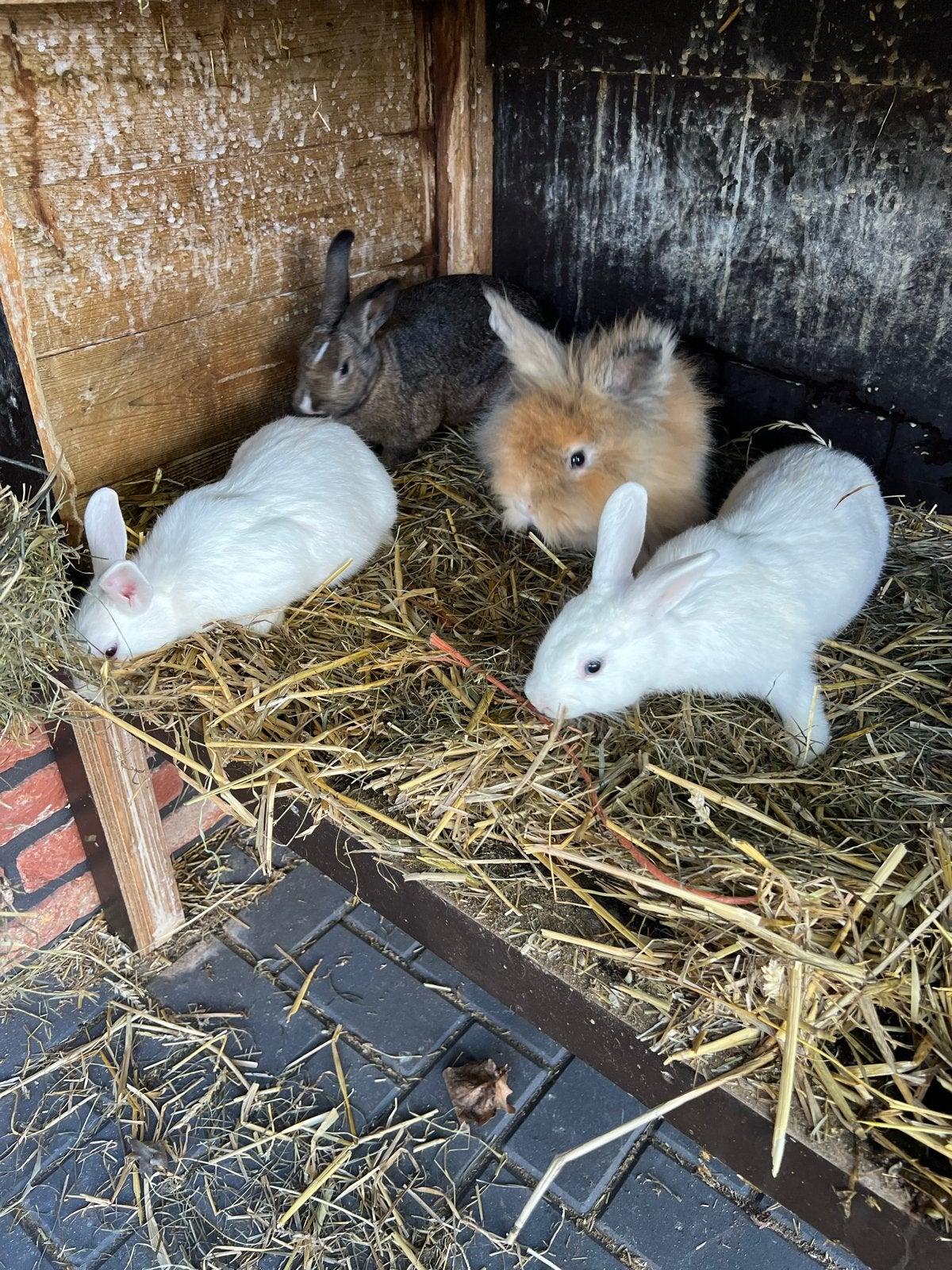 Leuke konijntjes man en vrouw div