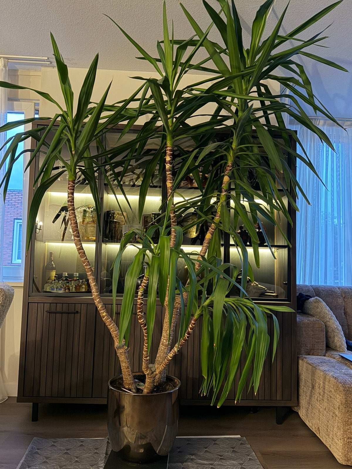 Woonkamerplant  Yukka palmlelie 2m breed 2,7m hoog, Huis en Inrichting, Kamerplanten, Ophalen, 200 cm of meer, Halfschaduw, In pot