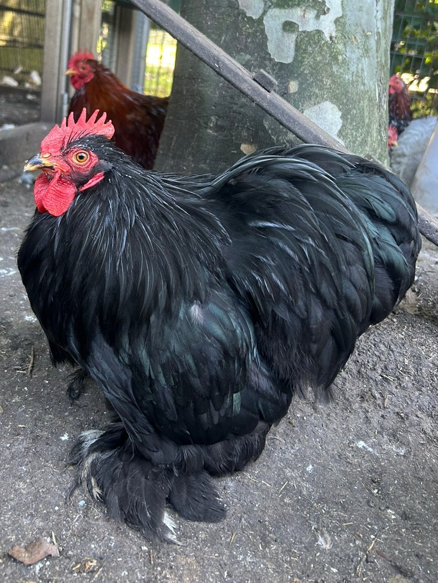 Cochin kriel haan zwart, Dieren en Toebehoren, Pluimvee, Mannelijk, Kip