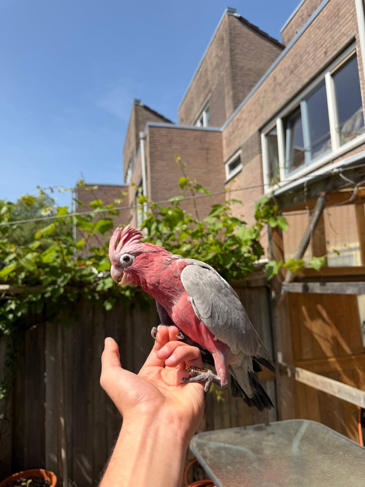 Jonge handtamme rose kaketoe net zelfstandig, Dieren en Toebehoren, Geslacht onbekend, Papegaai, Geringd