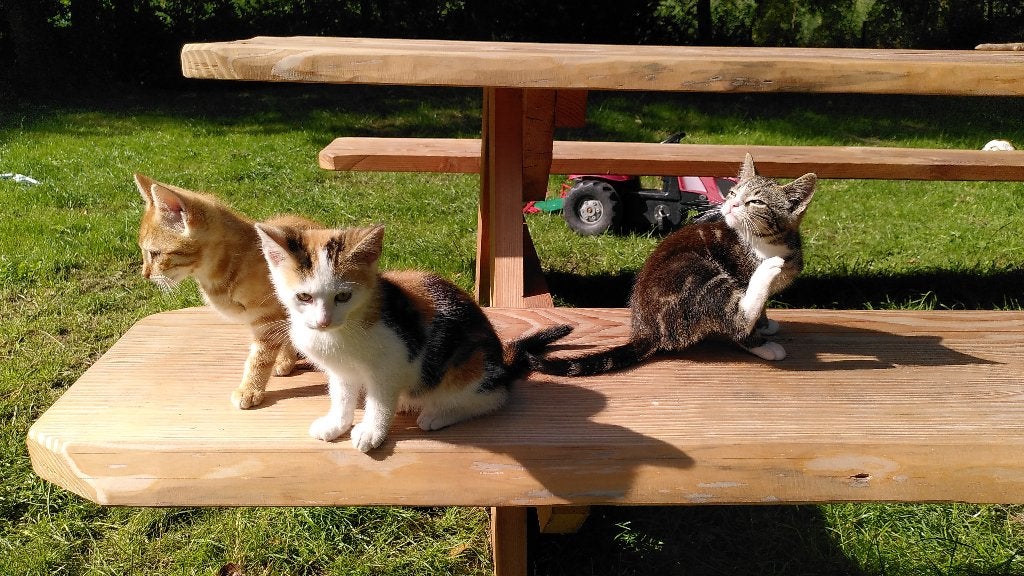 7 mooie, lieve, speelse kittens, Dieren en Toebehoren, Katten en Kittens | Overige Katten, Kater, Kortharig, 0 tot 2 jaar