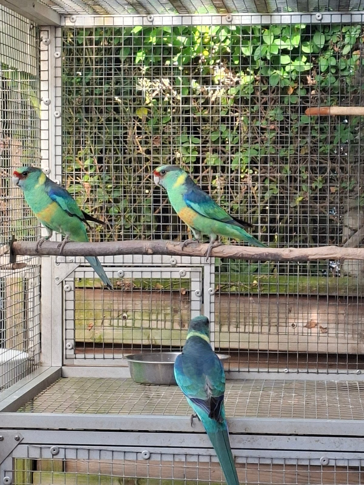 Barnard split blauw '26, Dieren en Toebehoren, Mannelijk, Parkiet, Geringd