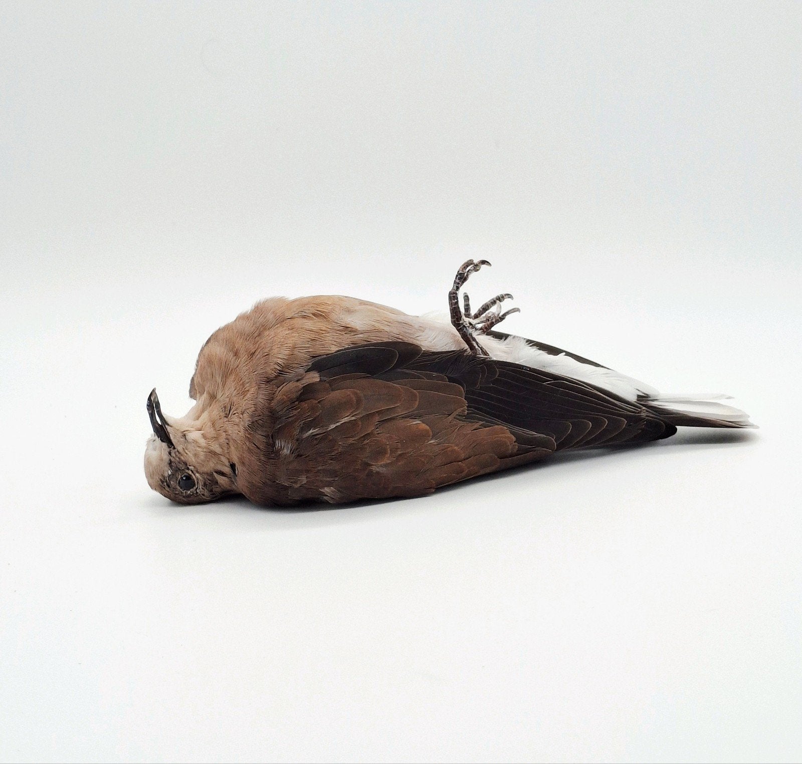 Duif 'dood' opgezet Taxidermie, Ophalen of Verzenden, Nieuw, Vogel, Opgezet dier
