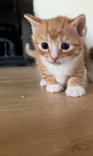 Lieve kittens geboren 6 april, Dieren en Toebehoren, Katten en Kittens | Overige Katten, Meerdere dieren