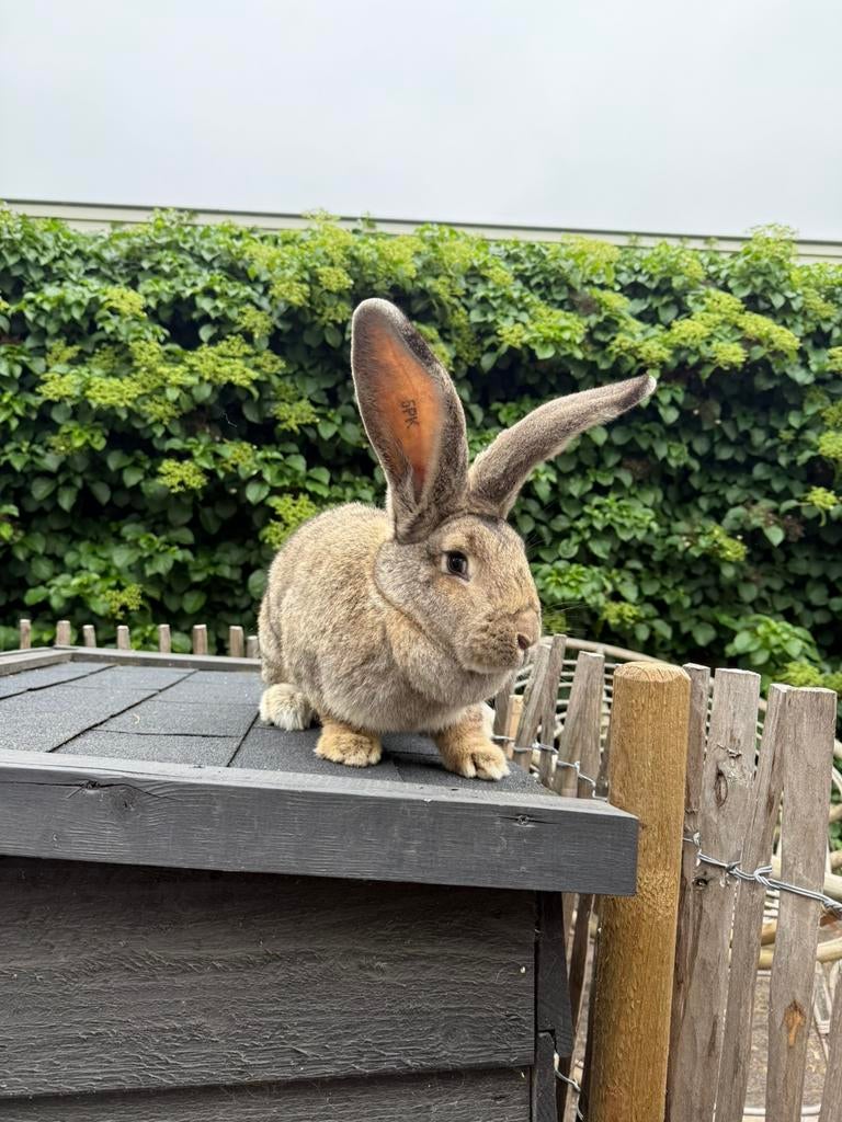 Duitse reus voedster, Dieren en Toebehoren, Vrouwelijk, Groot