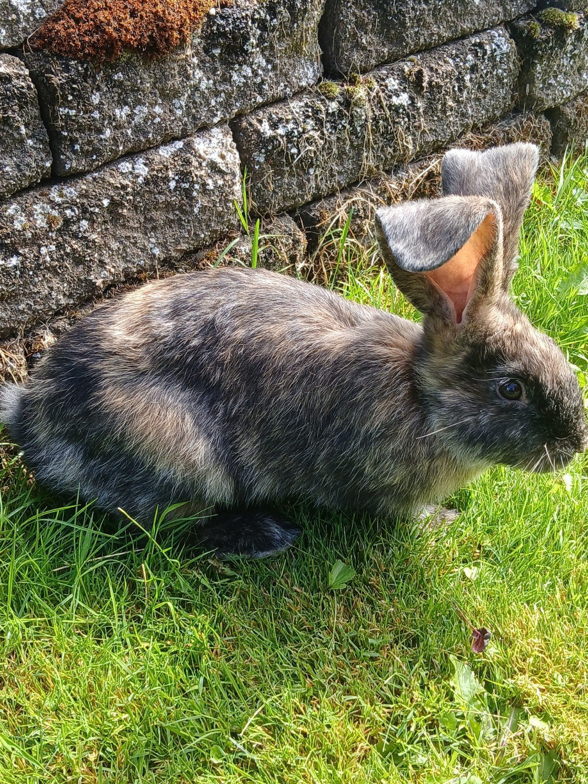 Jong groot Lotharinger rammetje, Mannelijk, Groot, 0 tot 2 jaar