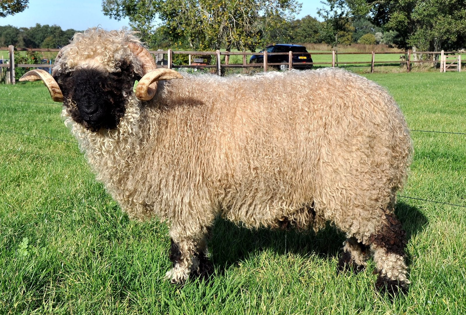 Mooie Walliser dekram (Topdier), Mannelijk, Schaap