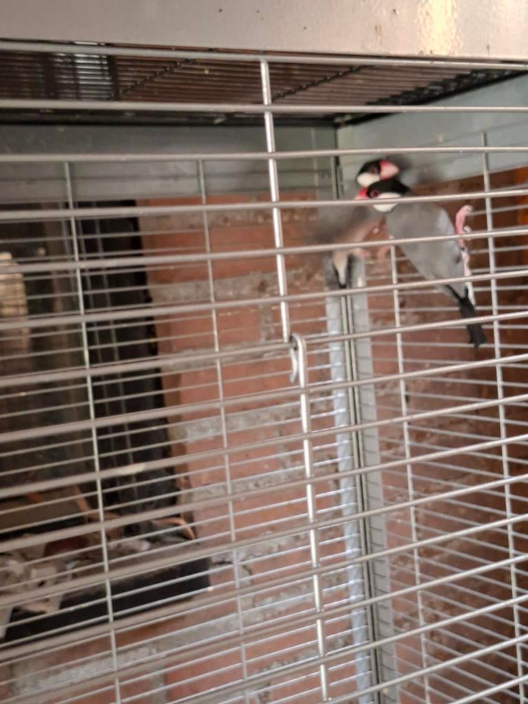Koppelrijste vogels, Dieren en Toebehoren