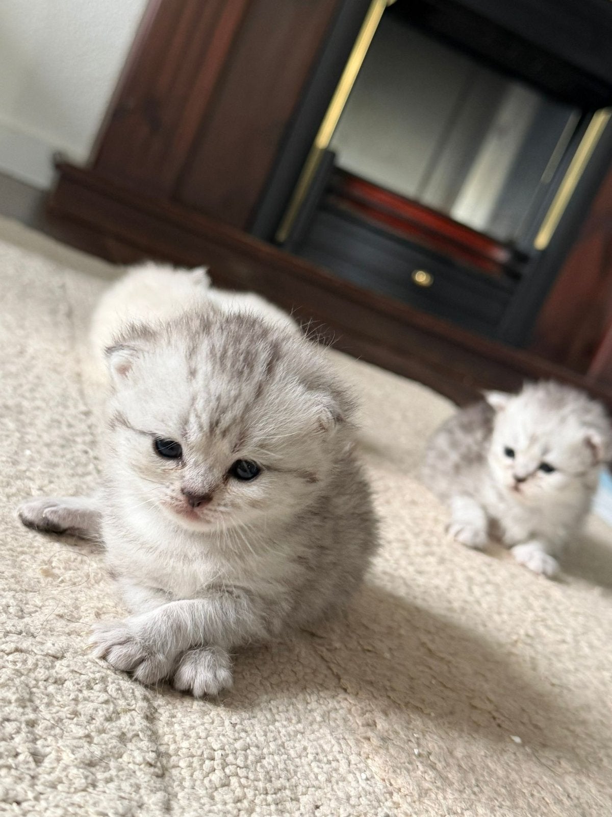 100% Raszuiver Brits korthaar kittens., Meerdere dieren, Ontwormd, 0 tot 2 jaar