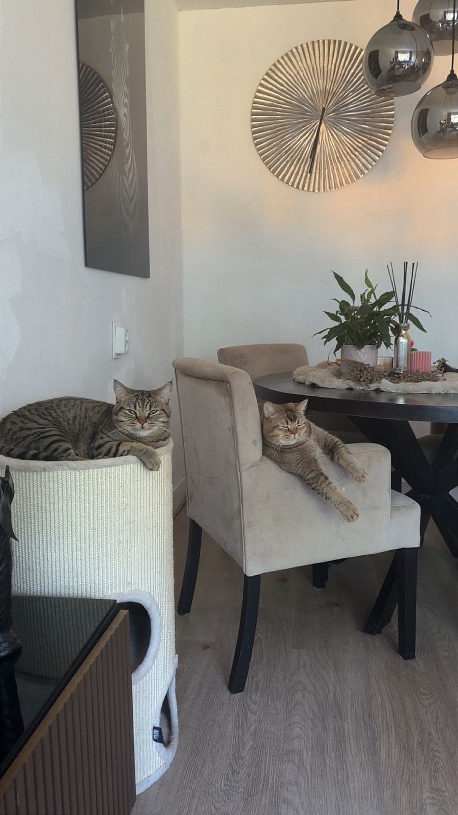 2  britse kort haar 1,5 jaar oud!, Kater, Kortharig, 0 tot 2 jaar