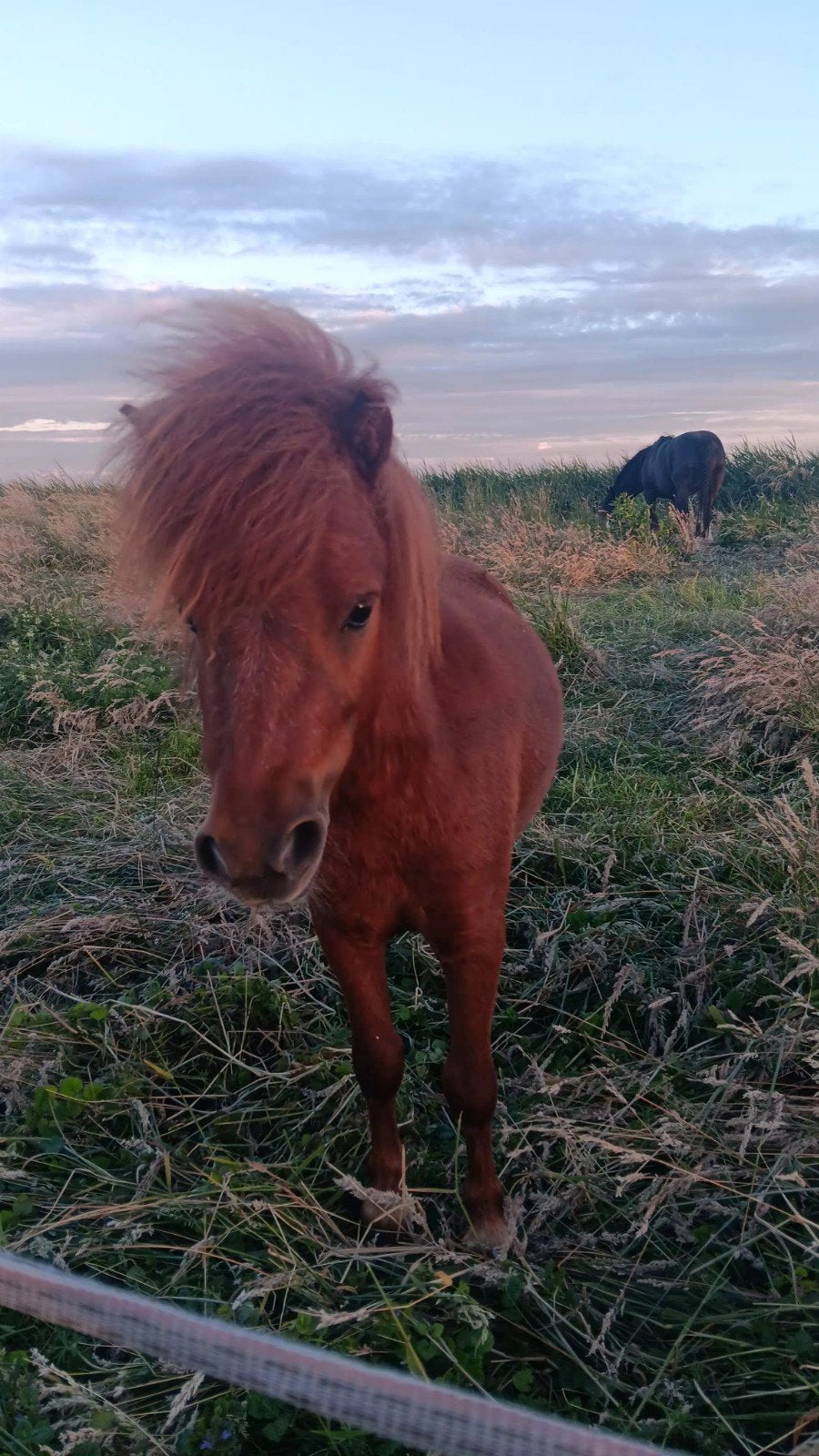 TE KOOP, Dieren en Toebehoren, Paarden, Ruin, Recreatiepaard