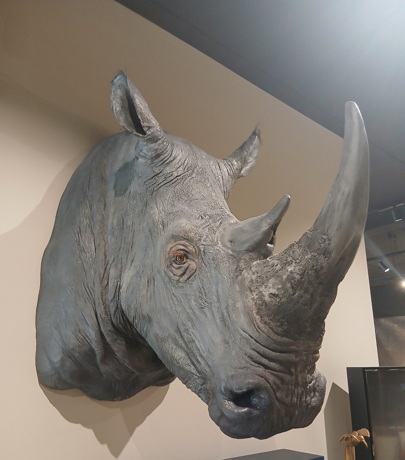 Indrukwekkende neushoorn buste - Wanddecoratie, Ophalen, Buste, 50 - 100 cm, Composieten