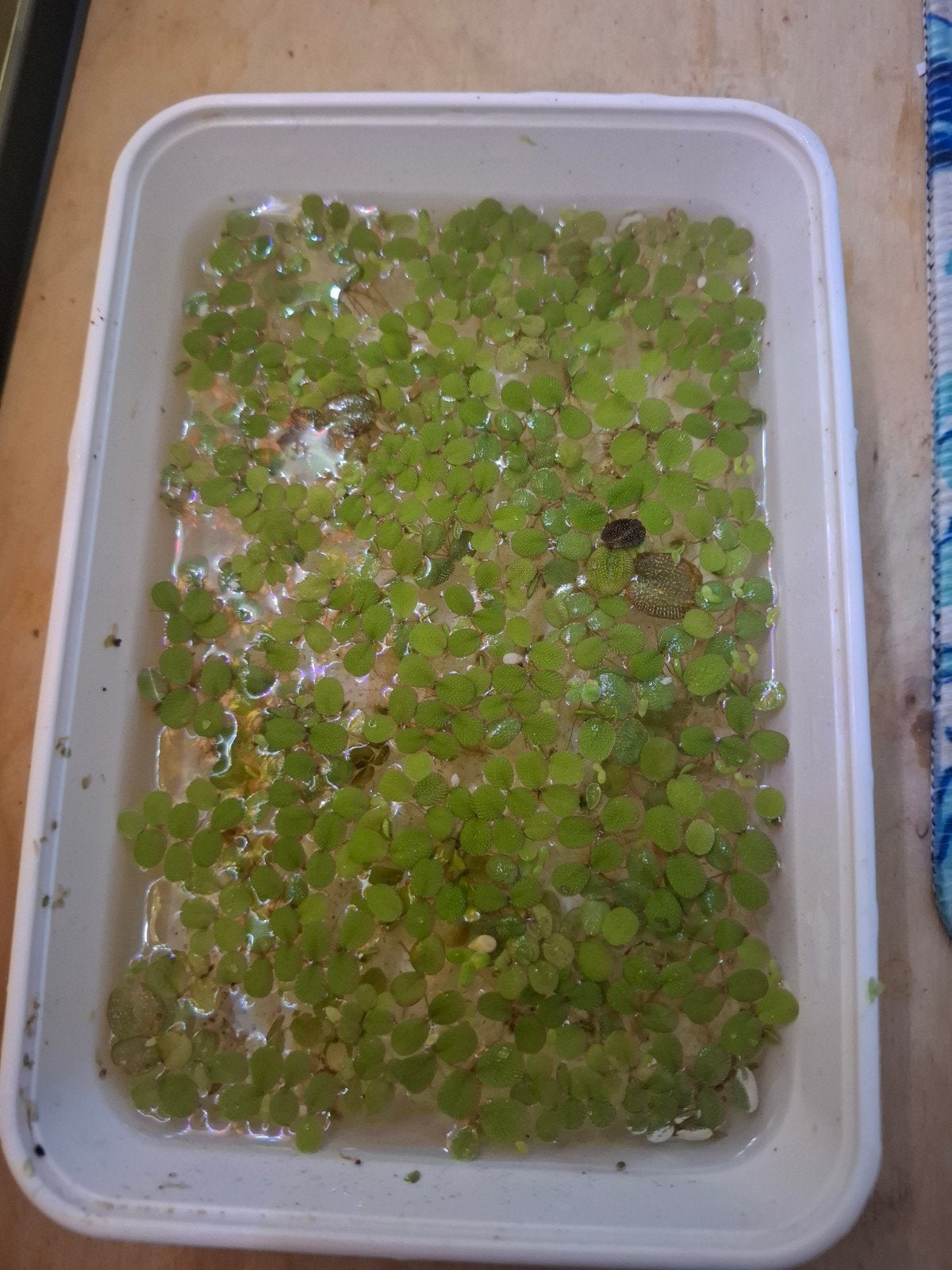 Mooie, volle portie Salvinia minima drijfplantjes, Ophalen