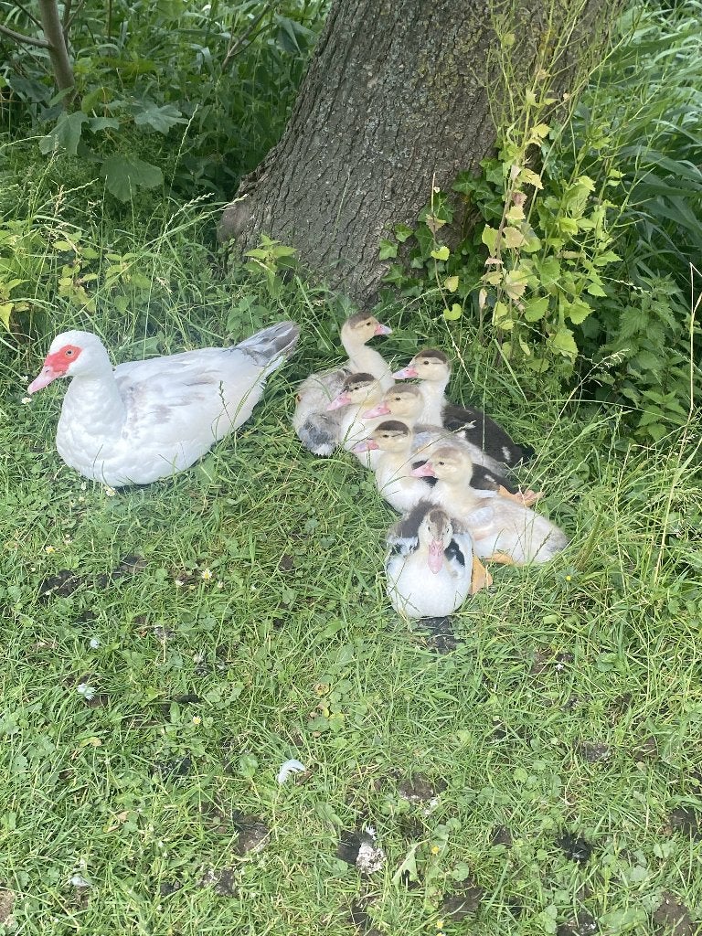 Jonge muskuseend kuikens, Dieren en Toebehoren, Pluimvee, Meerdere dieren, Eend