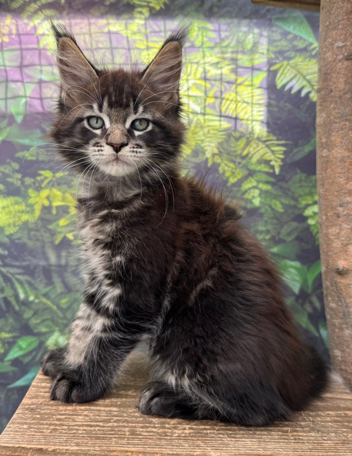 Maine Coon kittens, Dieren en Toebehoren, Katten en Kittens | Raskatten | Langhaar, Meerdere dieren, Met stamboom, 0 tot 2 jaar