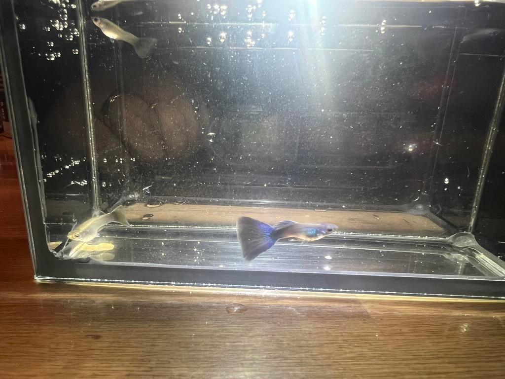 Poecilia reticulata Blue Moscow guppy, Vis