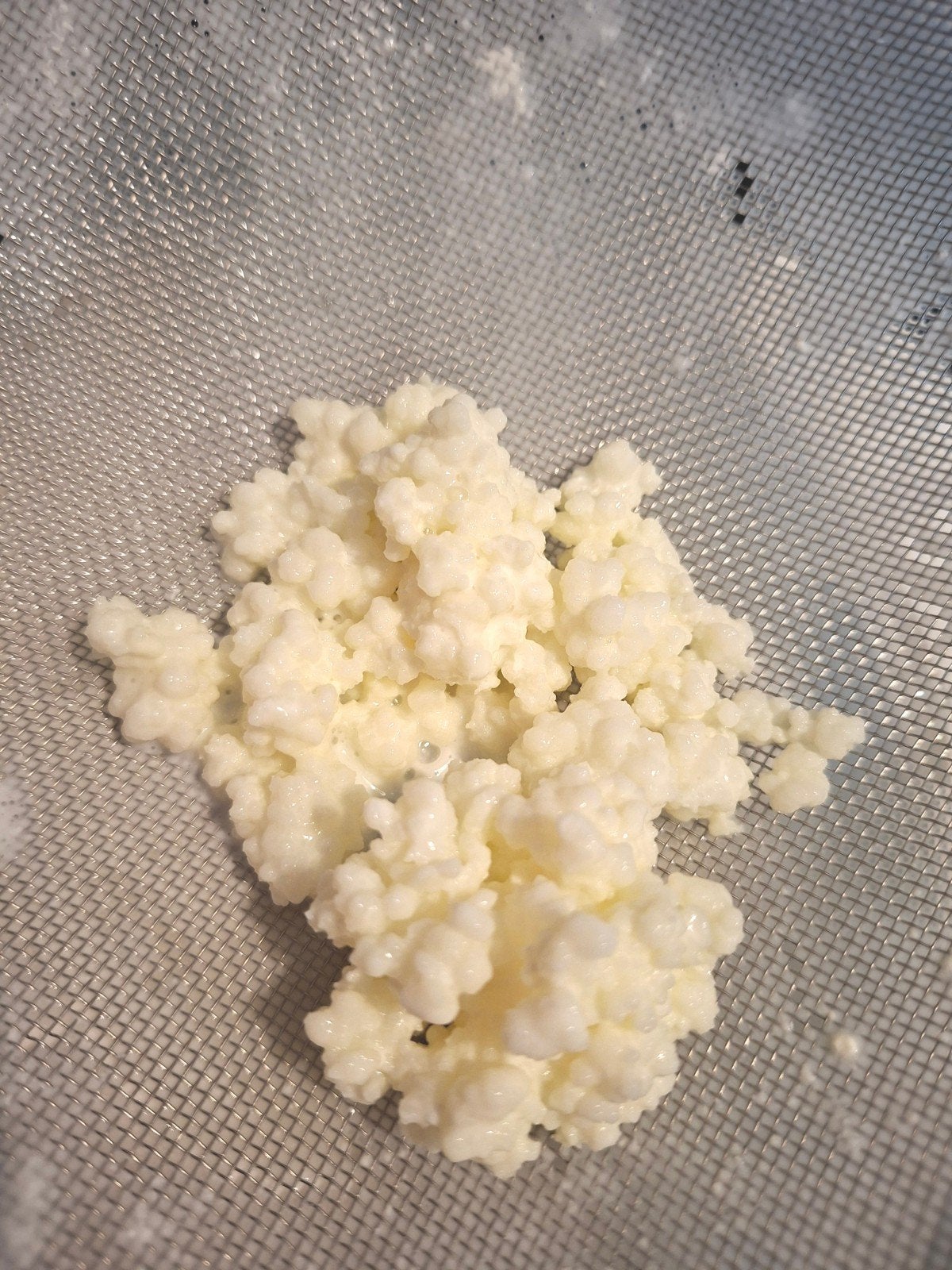 melkkefir korrels, Ophalen of Verzenden