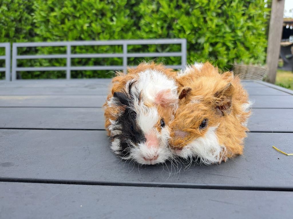 Lieve cavia's te koop, Dieren en Toebehoren, Knaagdieren, Cavia, April, Meerdere dieren, Tam