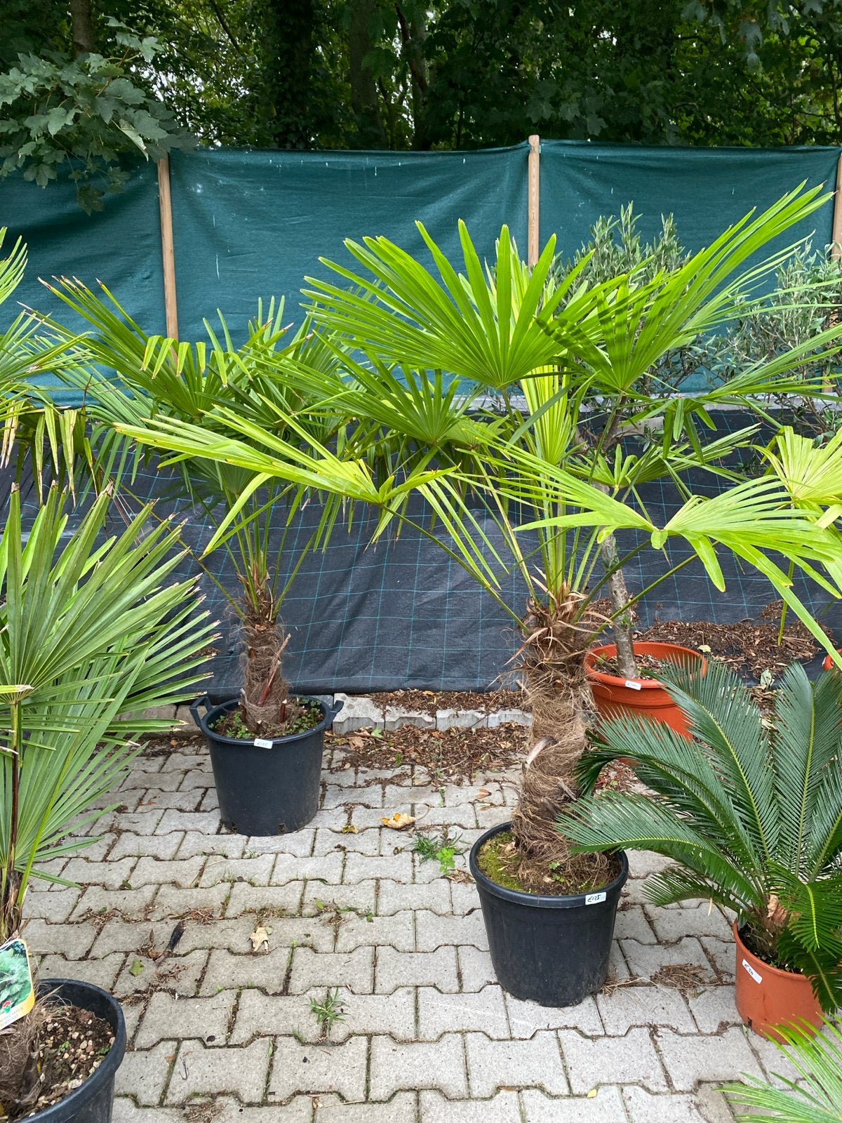Mediterrane planten  25% korting, Volle zon, Vaste plant, Bloeit niet, Ophalen