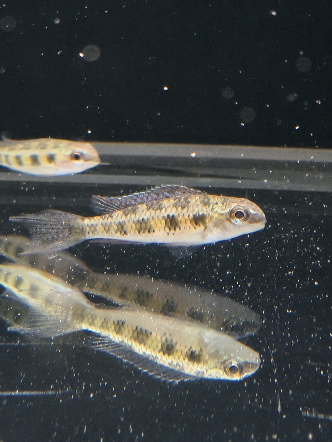 Schaakbord cichlide, Dieren en Toebehoren, Vis, Zoetwatervis