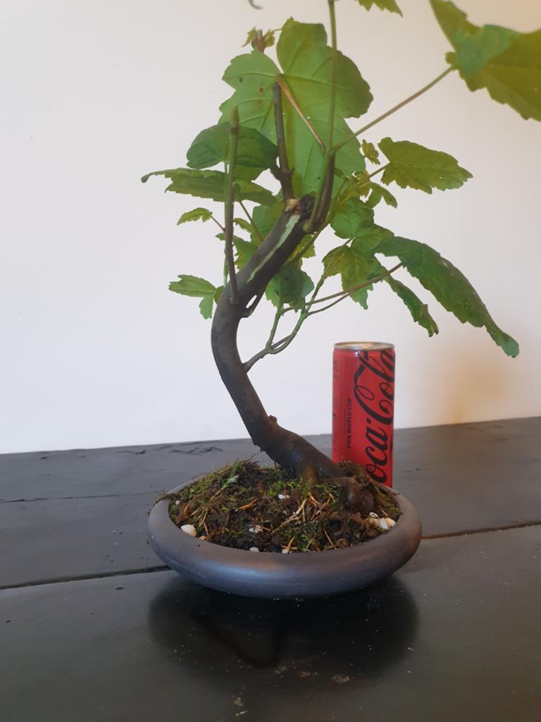 Bonsai Esdoorn 2 - Unieke Bladverliezende Schoonheid, Bloeit niet, Halfschaduw, Minder dan 100 cm, Overige soorten