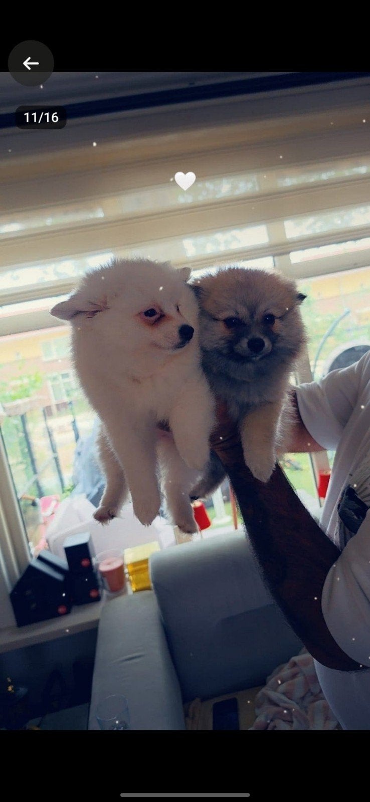 Prachtige Pomeriaan-puppy’s te koop, Dieren en Toebehoren, Honden | Poolhonden, Keeshonden en Oertypen, Keeshond, 8 tot 15 weken