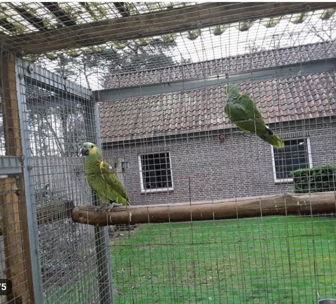 koppel blauwvoorhoofd amazone, Dieren en Toebehoren, Meerdere dieren, Papegaai, Geringd