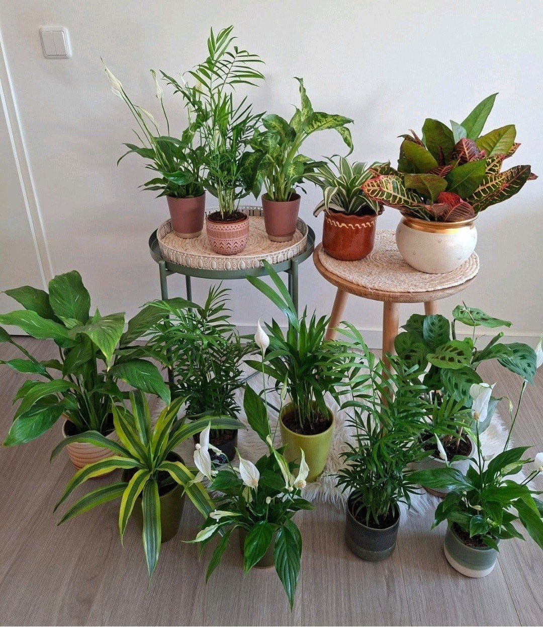 Kamerplanten Calathea Maranta Lepelplant Epipremnmun Yucca, Ophalen, Palm, Halfschaduw, In pot