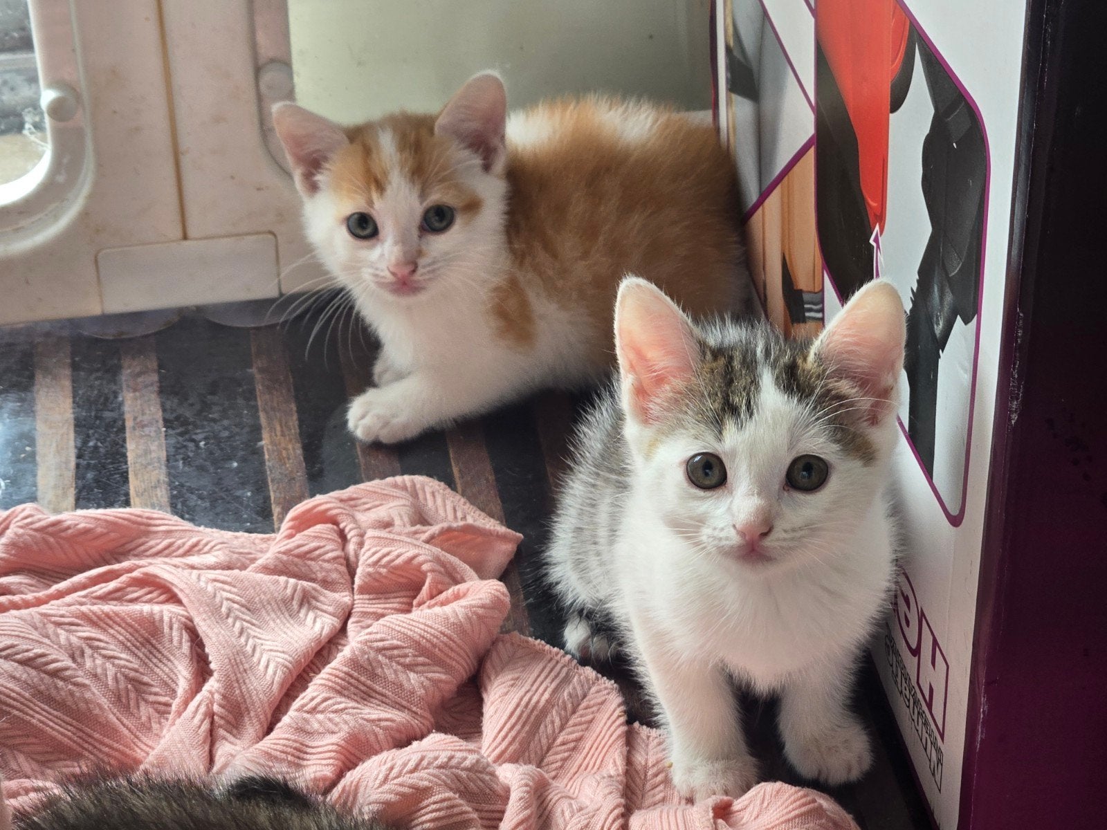 prachtige Kittens, Meerdere dieren, Kortharig, 0 tot 2 jaar