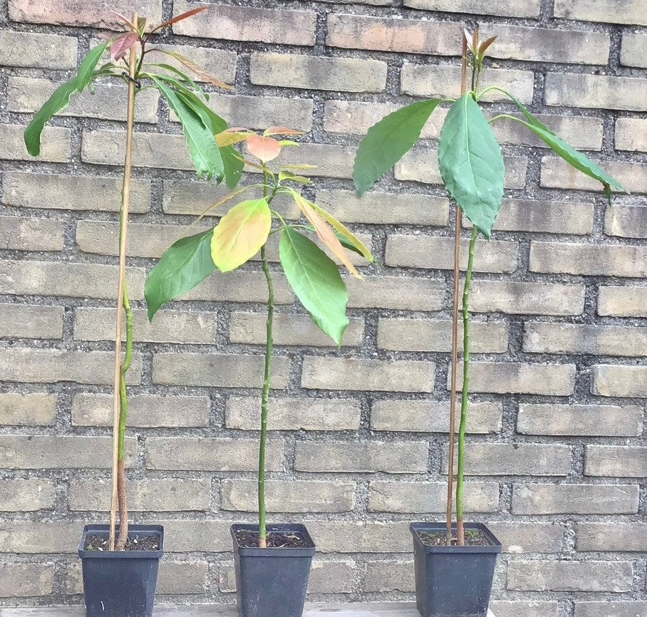 AVOCADO planten in pot, Ophalen, Overige soorten, Halfschaduw, In pot