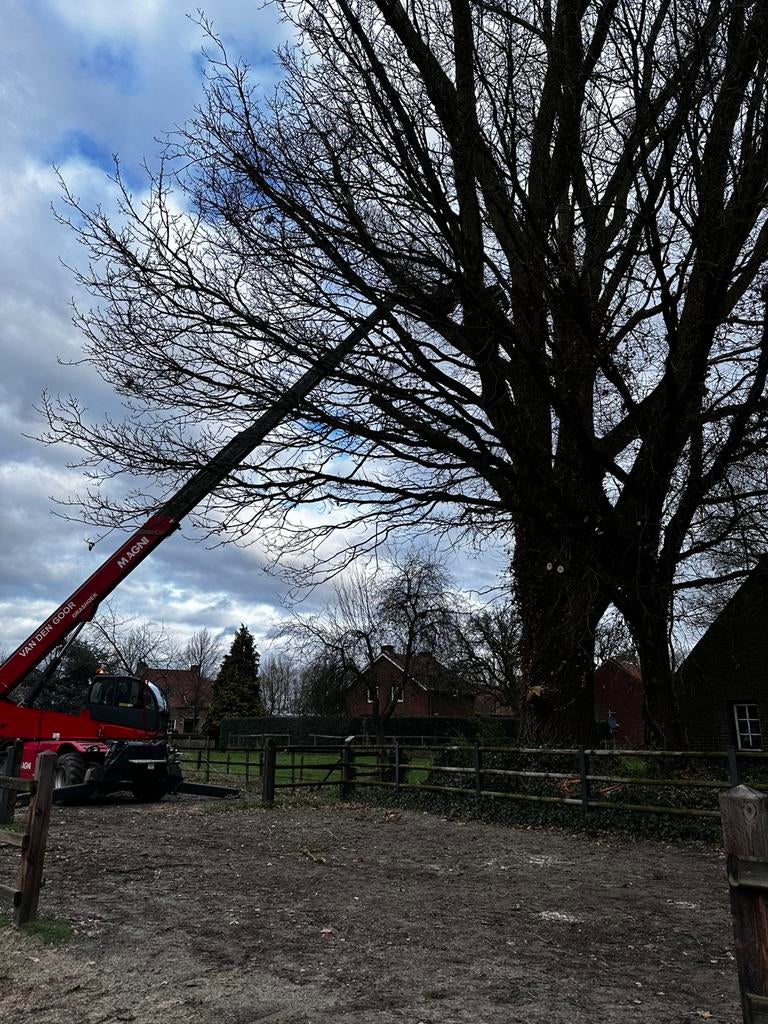 Populier hout stookhout haardhout, 6 m³ of meer, Ophalen, Overige houtsoorten, Stammen