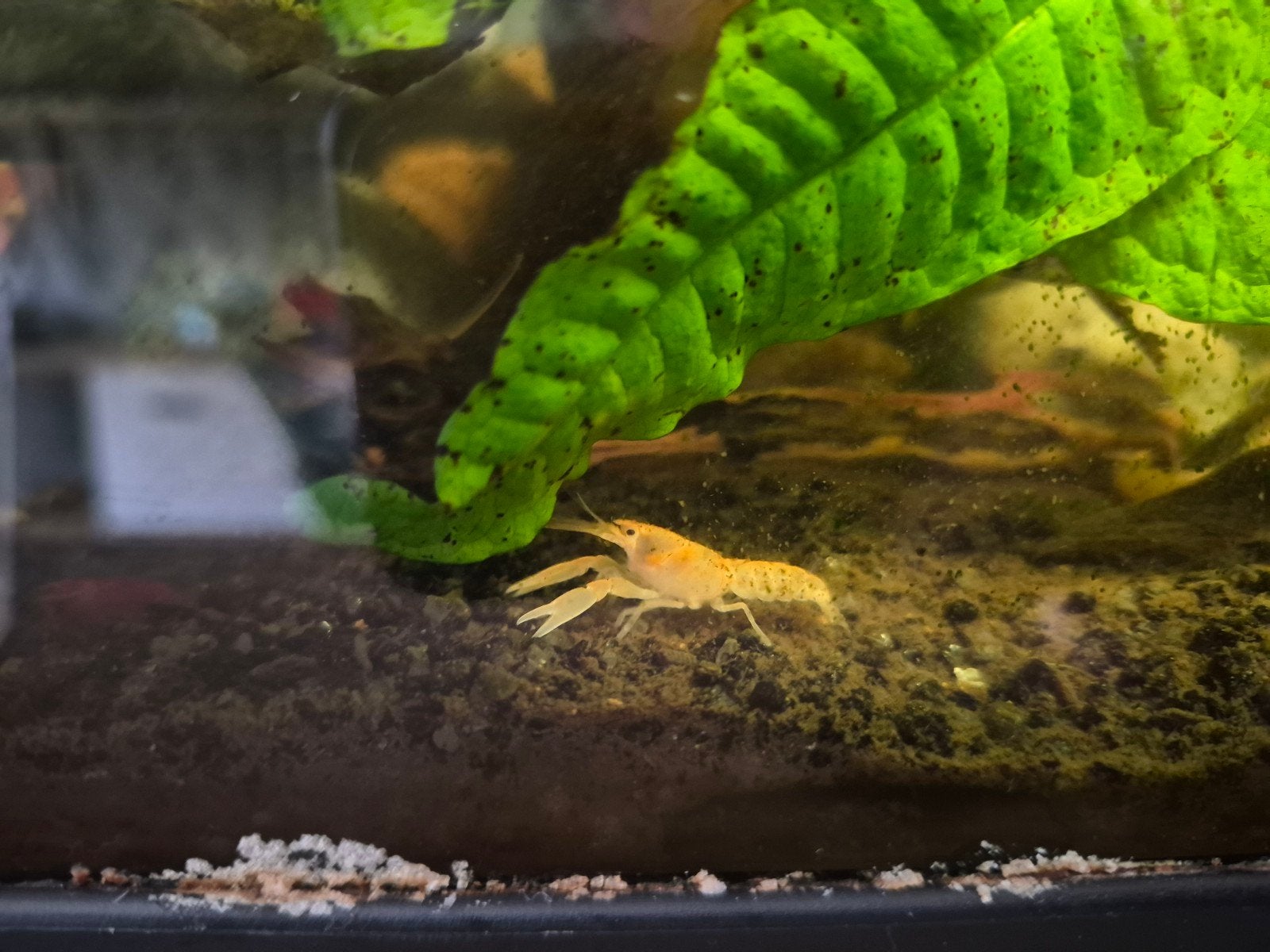 Cherax kreeft, Dieren en Toebehoren, Vis