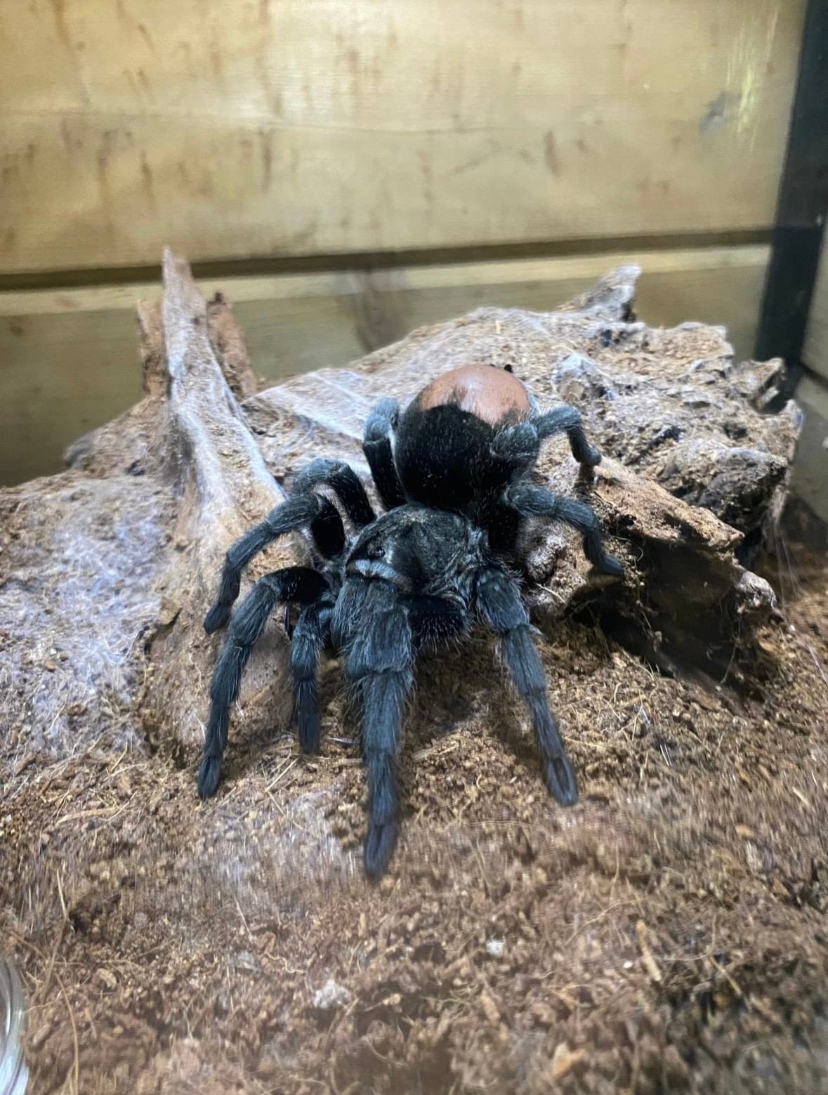 Grammostola pulchra vrouw, Spin of Schorpioen