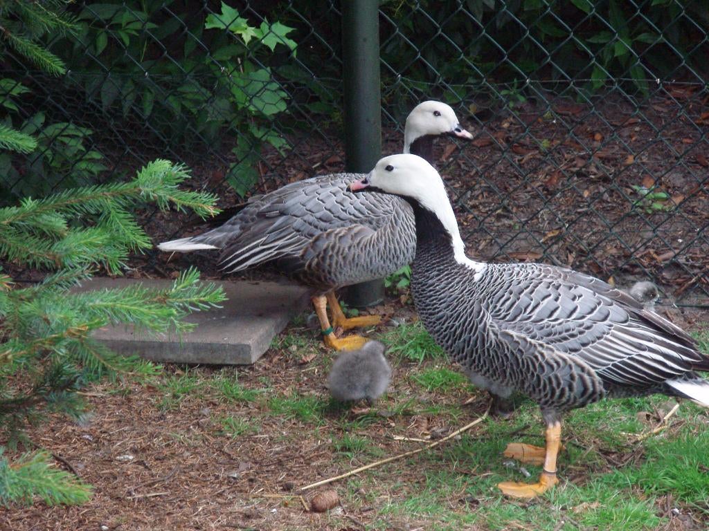 Ganzen zwanen en sier eenden, Dieren en Toebehoren, Pluimvee, Meerdere dieren, Gans of Zwaan