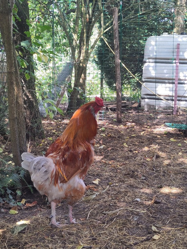 bontlegger haan, Dieren en Toebehoren, Pluimvee, Mannelijk, Kip