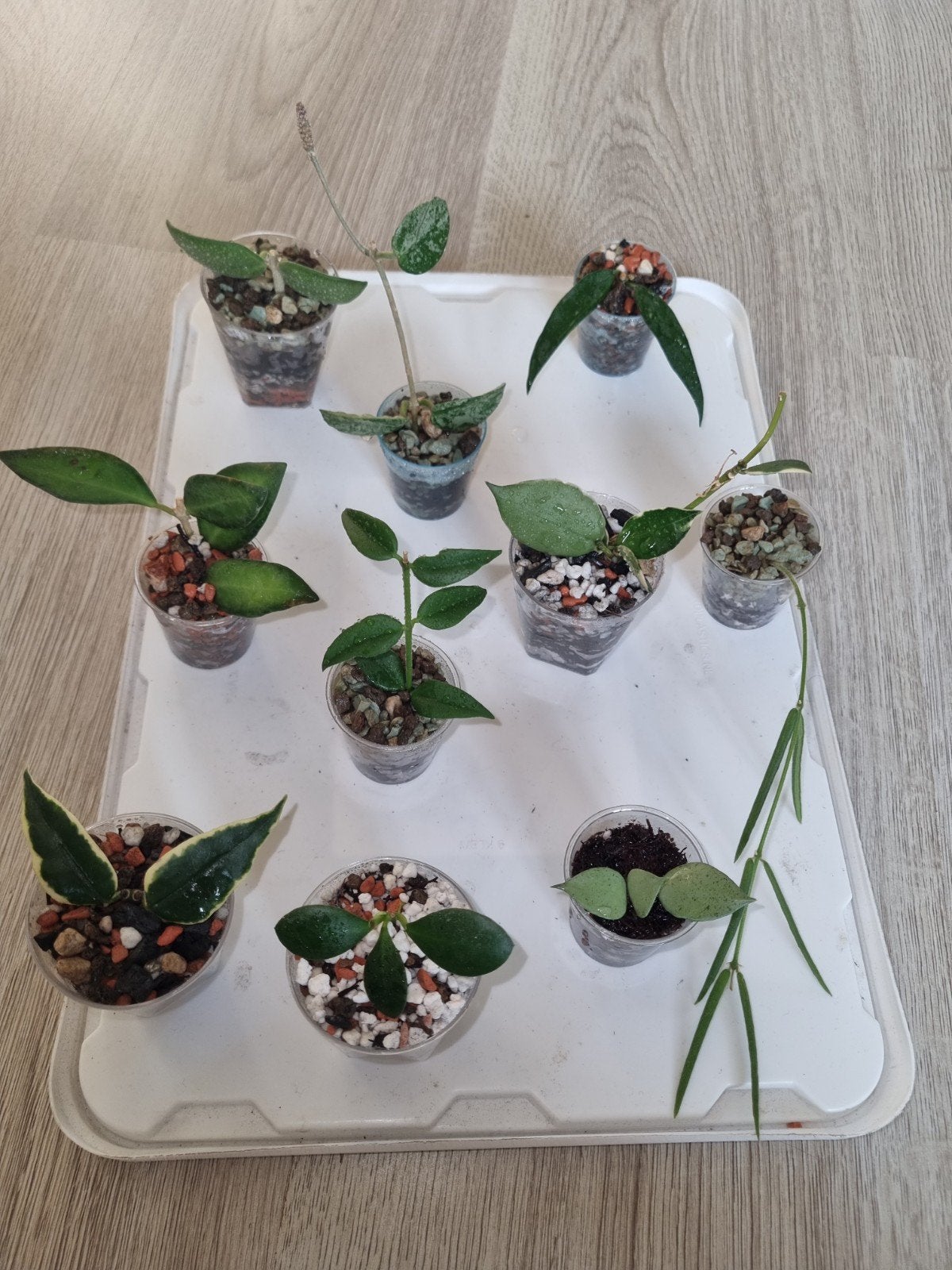 Hoya stekjes pakket 10x voor €25!, Huis en Inrichting, Ophalen of Verzenden, Halfschaduw, Minder dan 100 cm