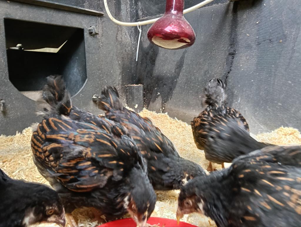 Barnevelders, Dieren en Toebehoren, Pluimvee, Vrouwelijk, Kip