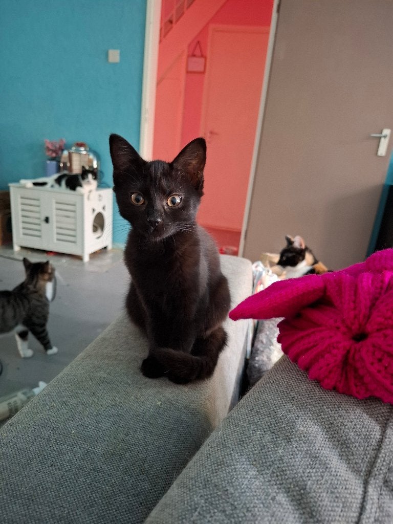 Kitten, Meerdere dieren