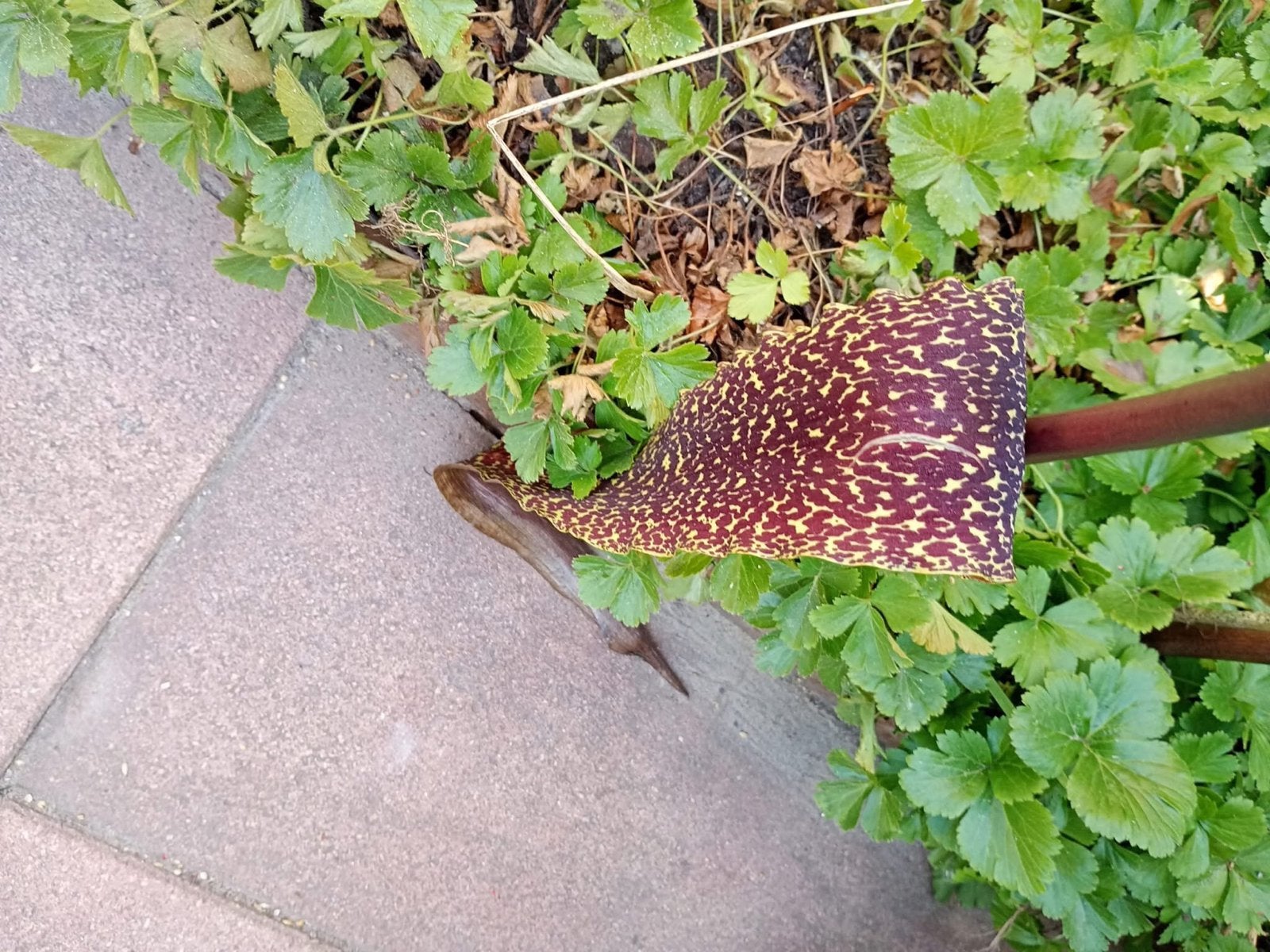 Zaailing Voodoo Lelie - Lelie Saromatum venosum., Vaste plant, Halfschaduw, Lente, Ophalen