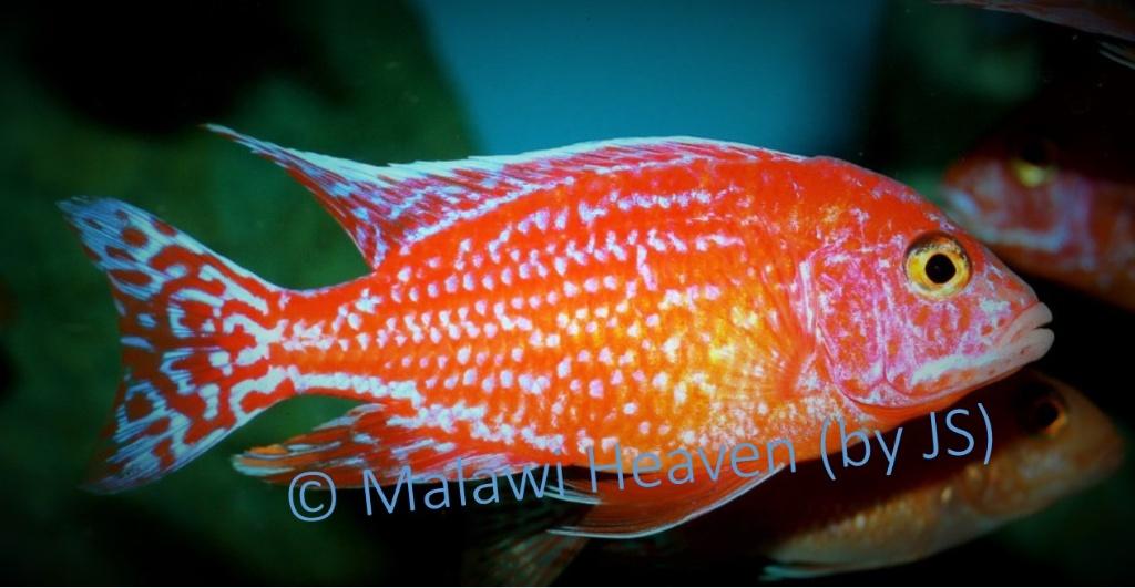 Aulonocara Fire Fisch malawi cichliden, Dieren en Toebehoren, Vissen | Aquariumvissen, Vis, Zoetwatervis, Schoolvis
