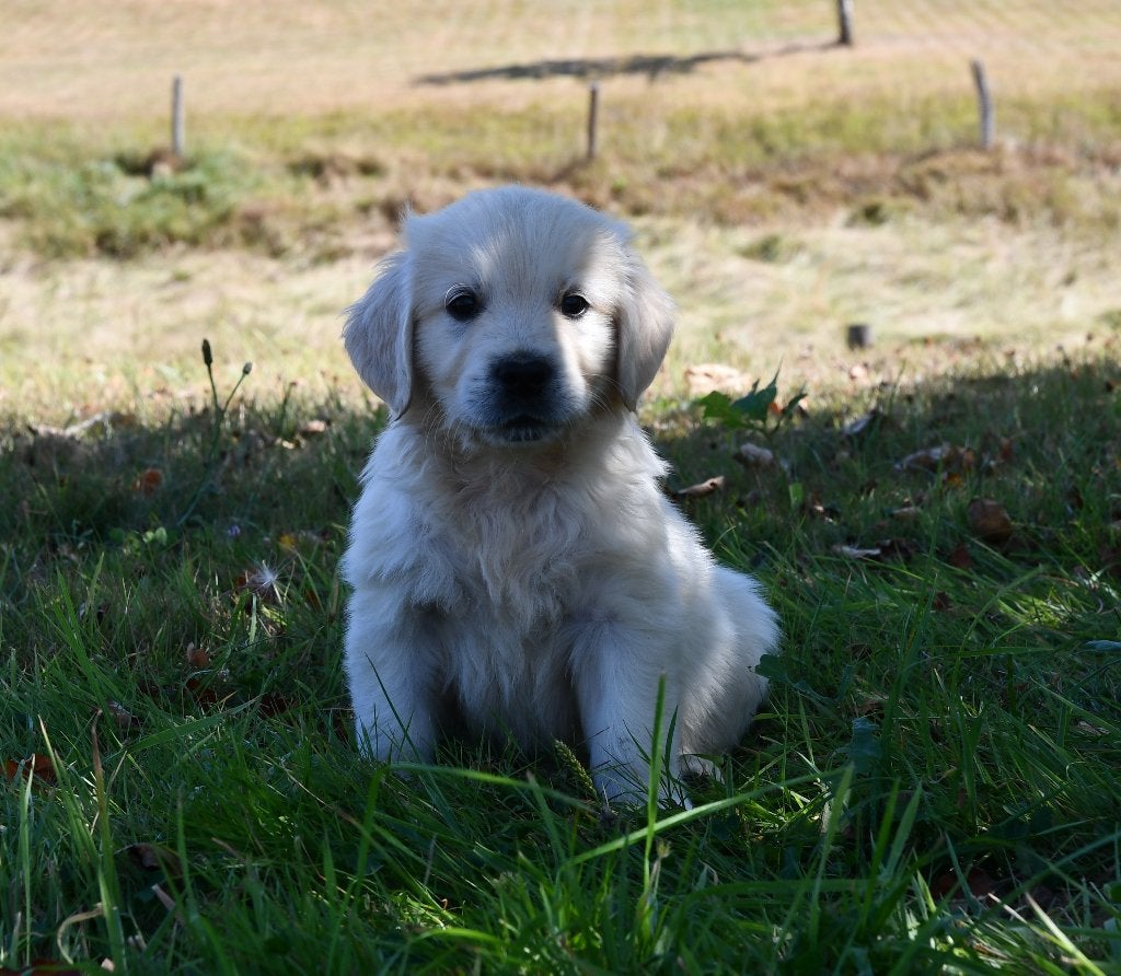 Super mooie witte Golden retriever pups met stamboom, Dieren en Toebehoren, Nederland, Reu, 8 tot 15 weken, Meerdere