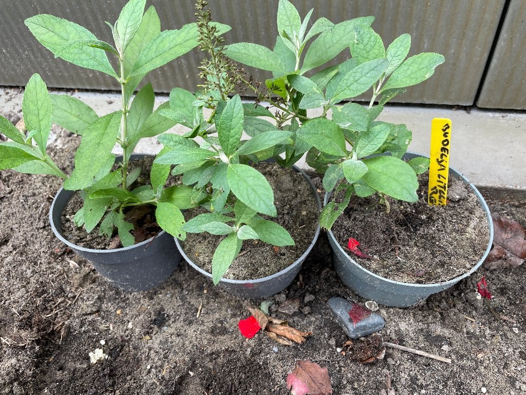 3 * buddleja 9vlinderstruik) little red, Ophalen, Overige soorten, Volle zon