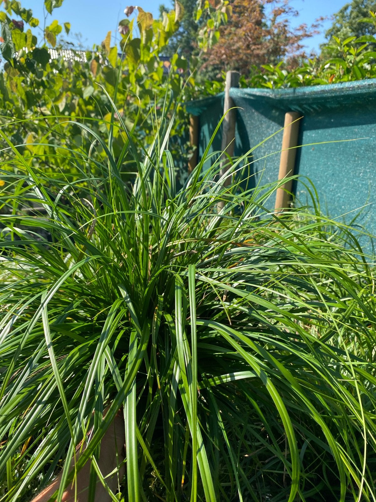 Carex oshimensis 'Evergold' - Japanse zegge nu €5 !, Ophalen, Vaste plant, Siergrassen, Bloeit niet