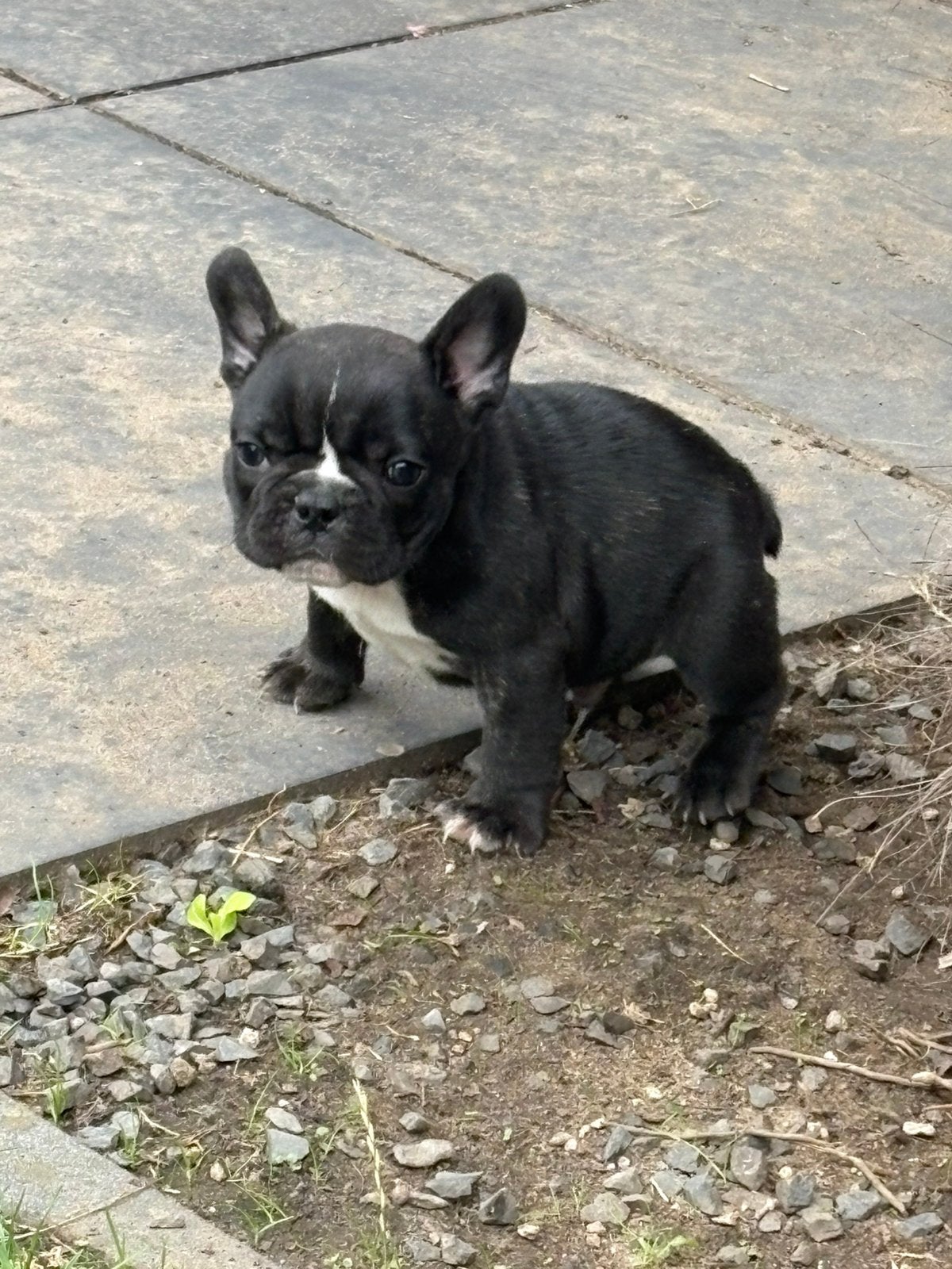 Franse bulldog pups, Dieren en Toebehoren, Parvo, 8 tot 15 weken, Teef, Bulldog