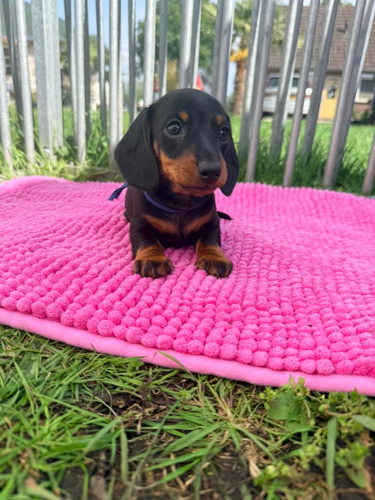 kaninchen/ dwerg teckel puppys met stamboom, 8 tot 15 weken, Korthaar, Dwerg, Parvo