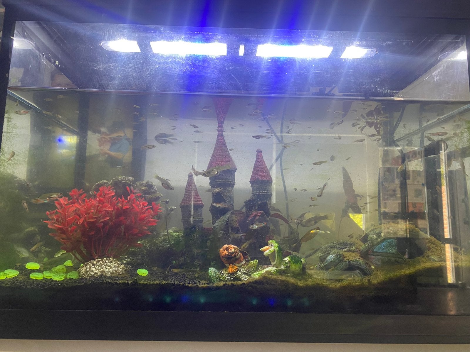 3 guppy’s 1 euro, Ophalen of Verzenden, Zo goed als nieuw