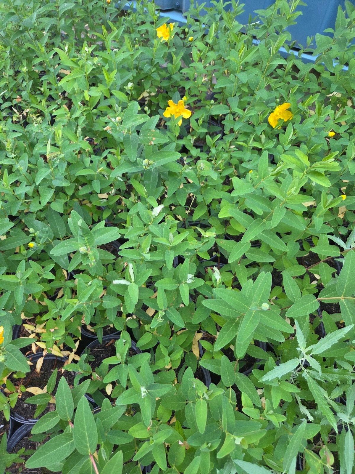 Hypericum te koop, Ophalen, Vaste plant, Volle zon