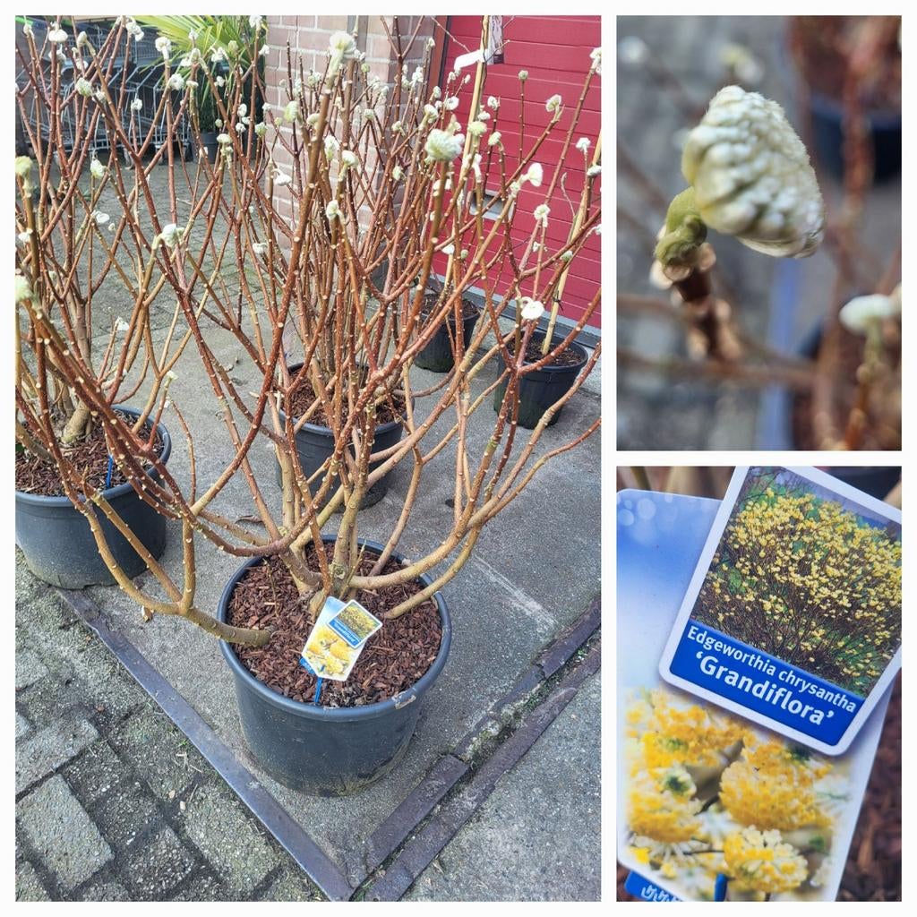 Edgeworthia papierstruik, Ophalen of Verzenden, Volle zon
