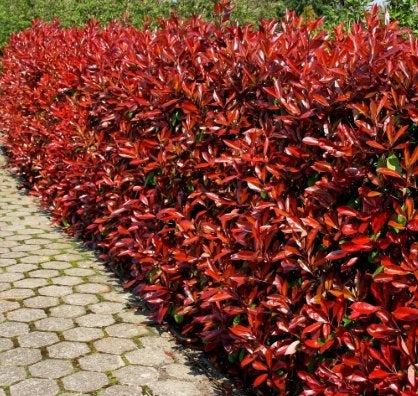 Photinia Red Robin - 2 Ltr., Ophalen of Verzenden, Overige soorten, Halfschaduw